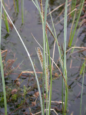 Carex rostrata - Snavelzegge