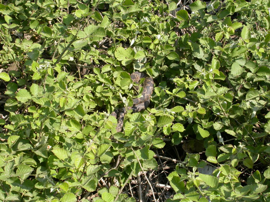 Kleinaziatische adder (Montivipera xanthina)