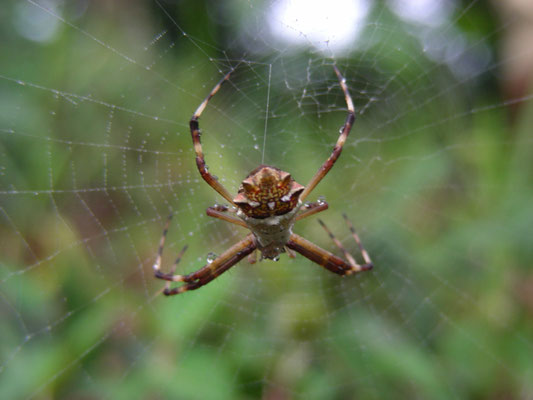 Argiope species
