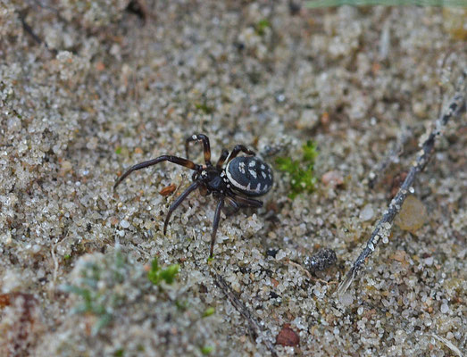 Gevlekte steatoda