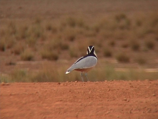 Pluvianus aegyptius - Egyptian Plover
