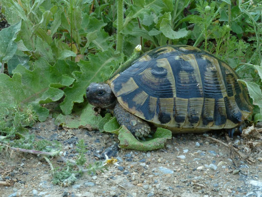 Testudo graeca iberica (Moorse landschildpad)