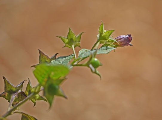 Atropa bella-donna - Wolfskers