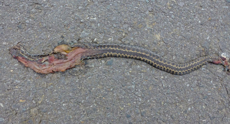 Vipera seonaei