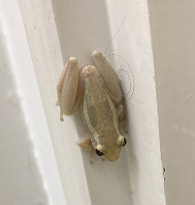 Scinax ruber