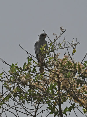 Melierax metabates - Dark Chanting-Goshawk