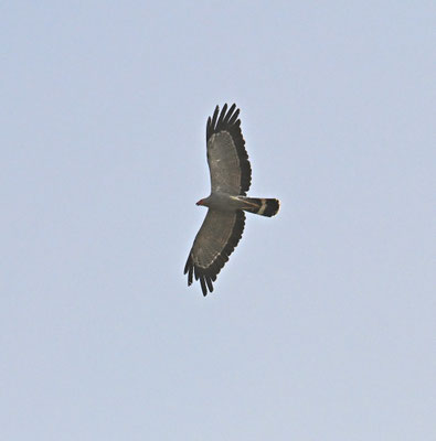 Polyboroides typus - African Harrier-Hawk