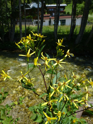Senecio nemorensis