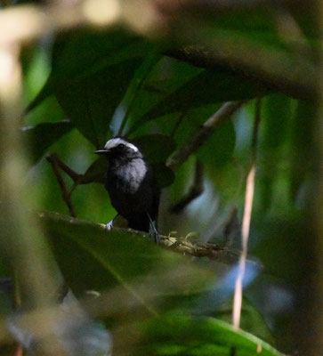 White-browed Antbird