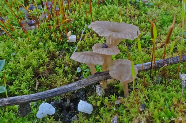 Omphalina rickenii - Muurtrechtertje