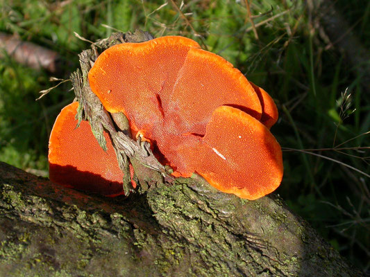 Pycnoporus cinnabarinus - Vermiljoenhoutzwam