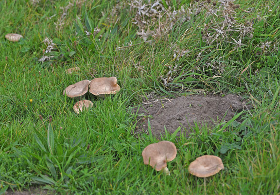 Kruisdisteloesterzwam