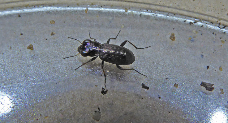 Notiophilus germinyi