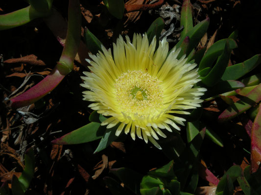 Carpobrotus edulis - Hottentotvijg