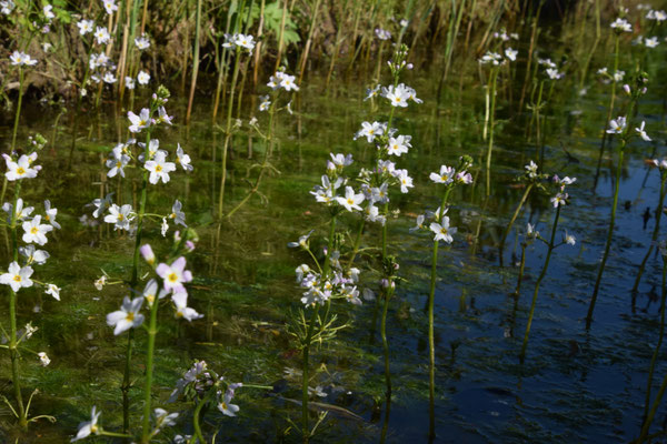 Hottonia palustris - Waterviolier