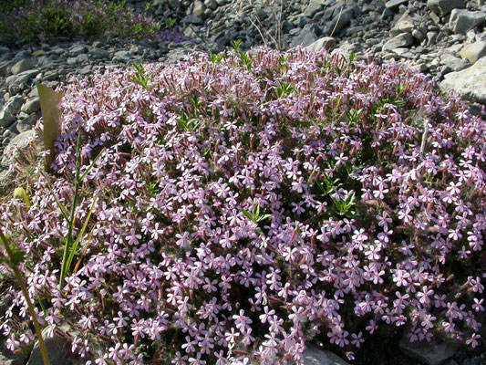 Sapponaria ocymoides