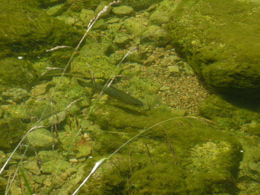 forel