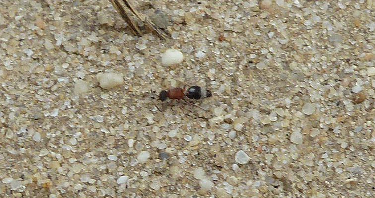 Smicromyrme rufipes - Gewone mierwesp