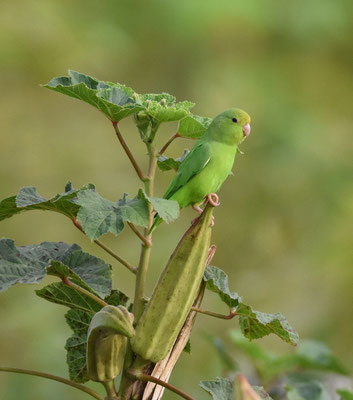 Green-rumped Parrotlet