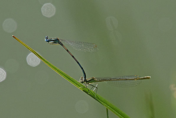 Blauwe breedscheenjuffer (Platycnemis pennipes)