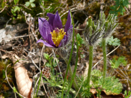 Pulsatilla vulgaris - Wildemanskruid