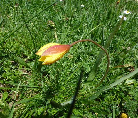 Tulipa australis