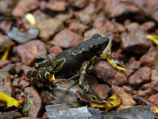 Atelopus hoogmoedi - Hoogmoed's Harlequin Toad