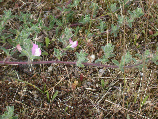 Ononis spinosa subsp. procurrens - Kruipend stalkruid
