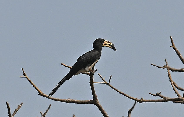 Tockus fasciatus - African Pied Hornbill