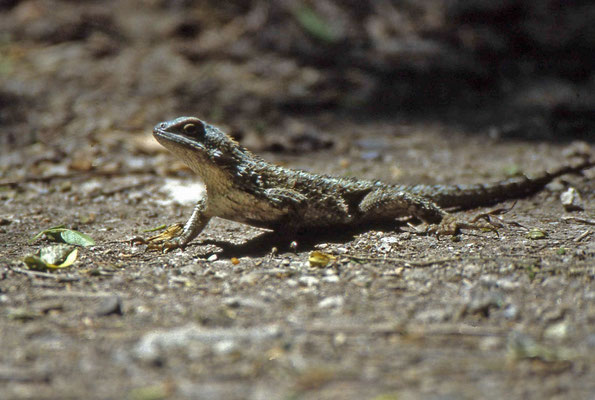 Texas Spiny Lizard