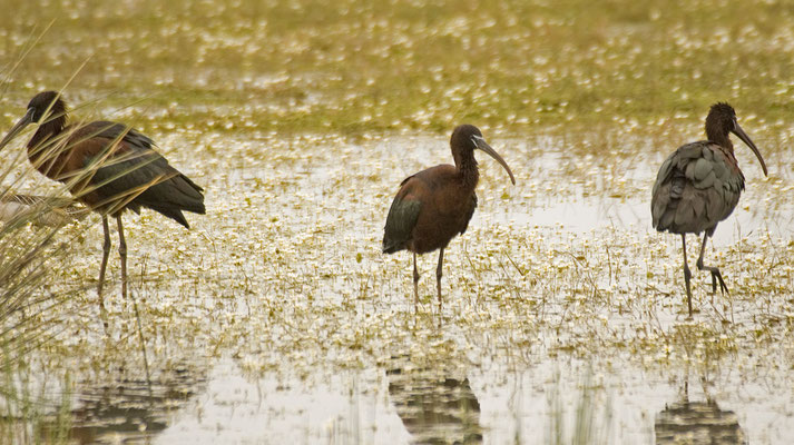 Zwarte ibis