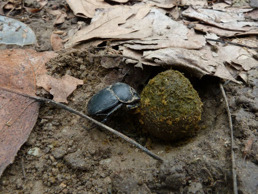 Scarabaeus semipunctatus