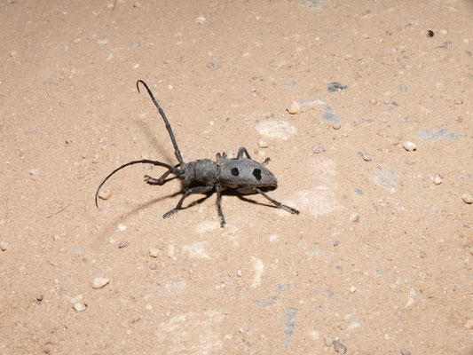 Morimus funereus