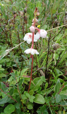 Pyrola rotundifolia - Rondbladig wintergroen