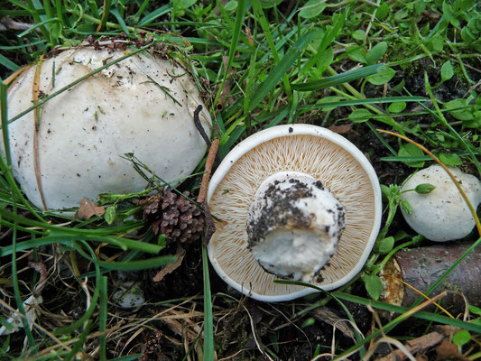 Calocybe gibbosa - Voorjaarspronkridder