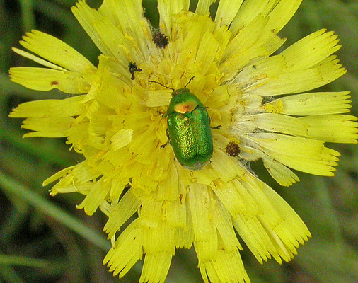 Cryptocephalus globicollis