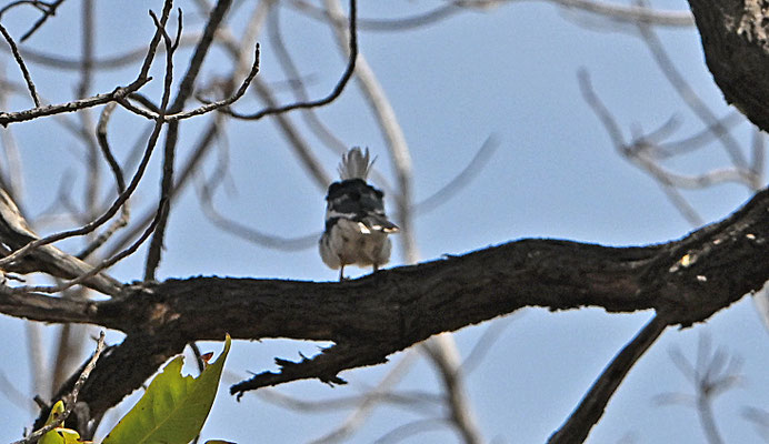 Prionops plumatus - White Helmetshrike