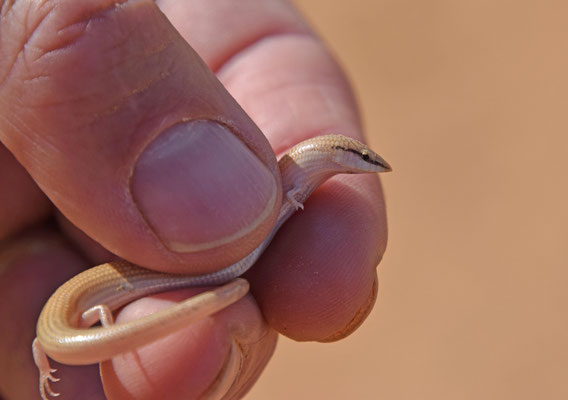 Chalcides sepsoides