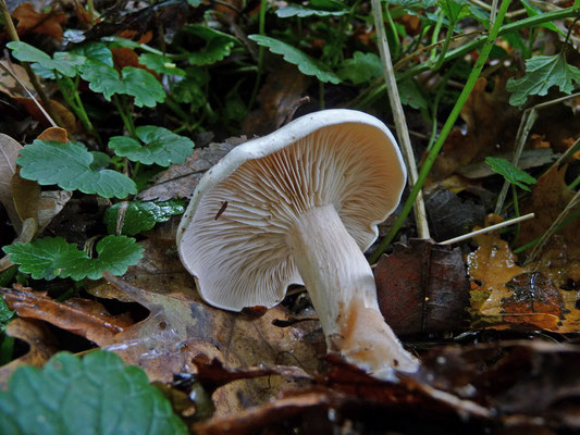 Clitocybe phyllophila - Grote bostrechterzwam