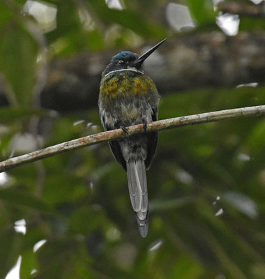 Bronzy Jacamar