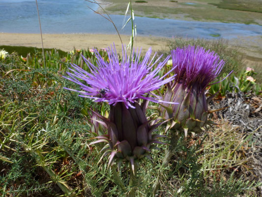 Cynara cardunculus - Kardoen