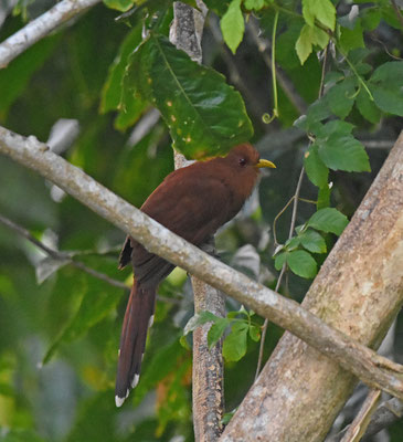 Little Cuckoo