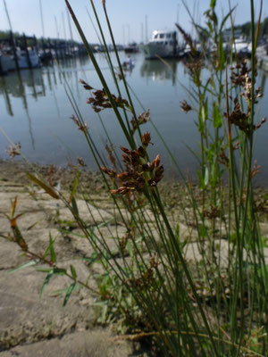 Juncus compressus - Platte rus