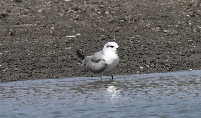 Gelochelidon nilotica - Gull-billed Tern