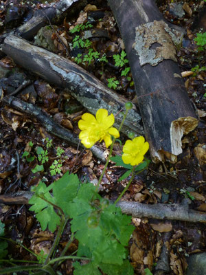 Ranunculus nemorosus - Bosboterbloem