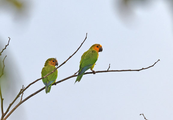 Brown-throated Parakeet (Maisparkiet)