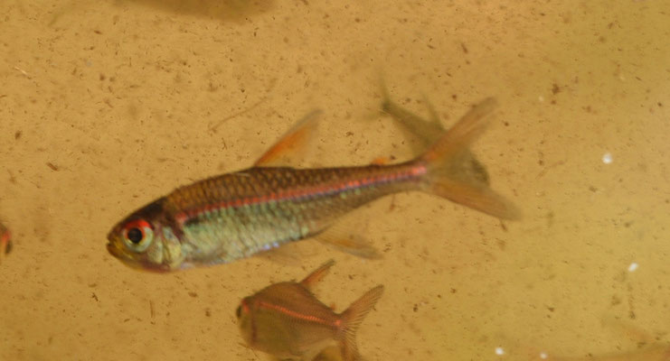 Hyphessobrycon sp 'redline'