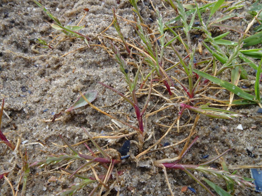 Catapodium marinum - Laksteeltje