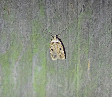 Agonopterix arenella - Bleke kaartmot