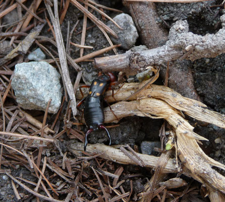 Anechura bipunctata